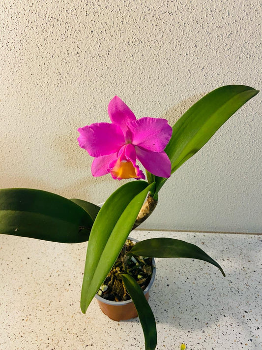 Lc Maris Song X Dal's X Ambitron X Dal's Good One 80mm