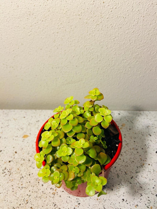 Sedum Makinoi Ogan – Golden Japanese Stonecrop