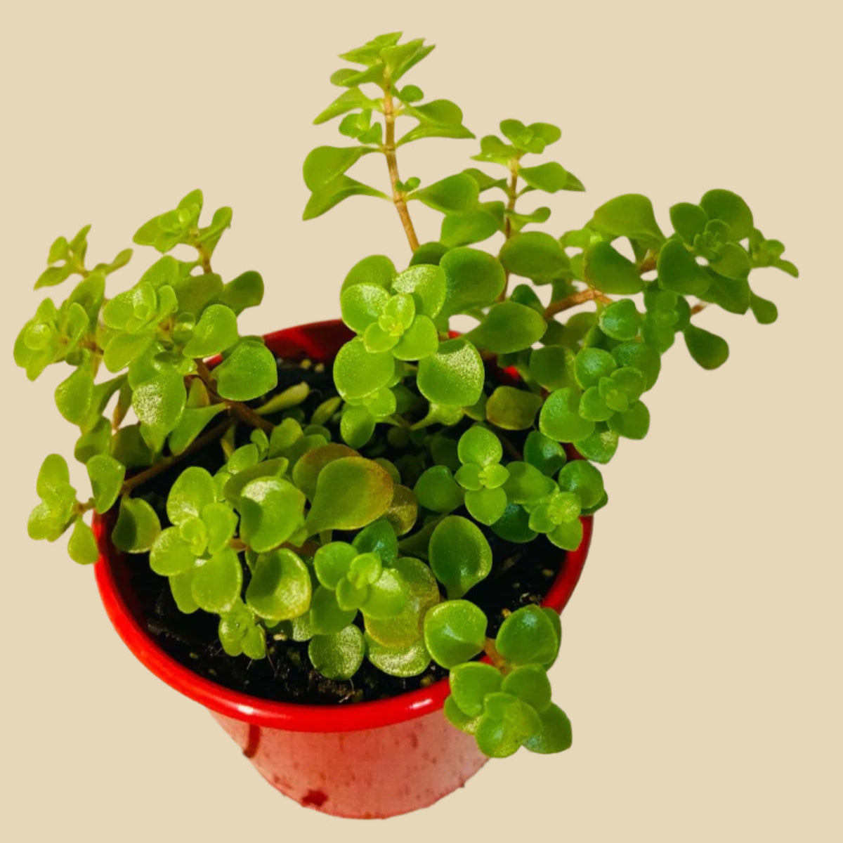 green mound succulent Sedum Green Mound – Succulents Online
