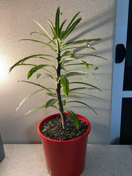 Pachypodium Rutenbergianum 210mm