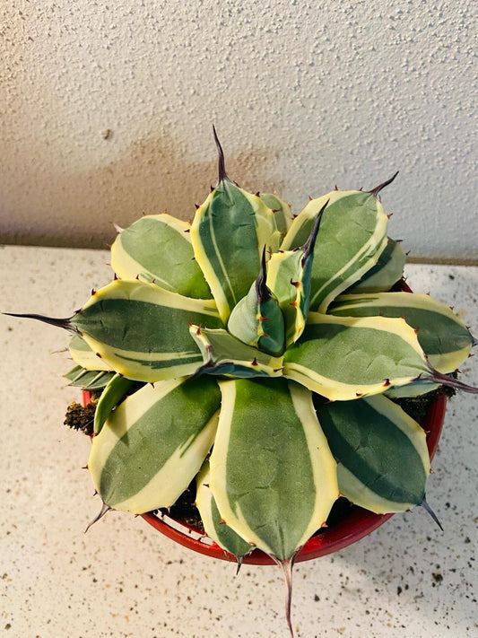 Agave Applanata Cream Spike 130mm