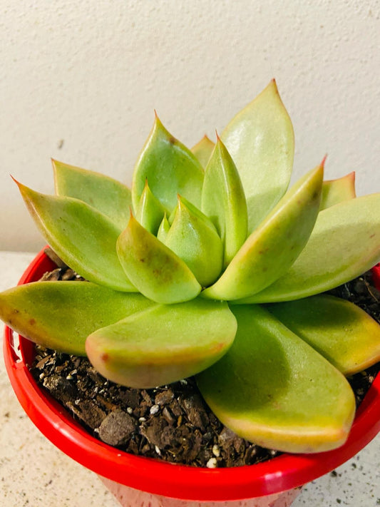 Echeveria Vashon 130mm