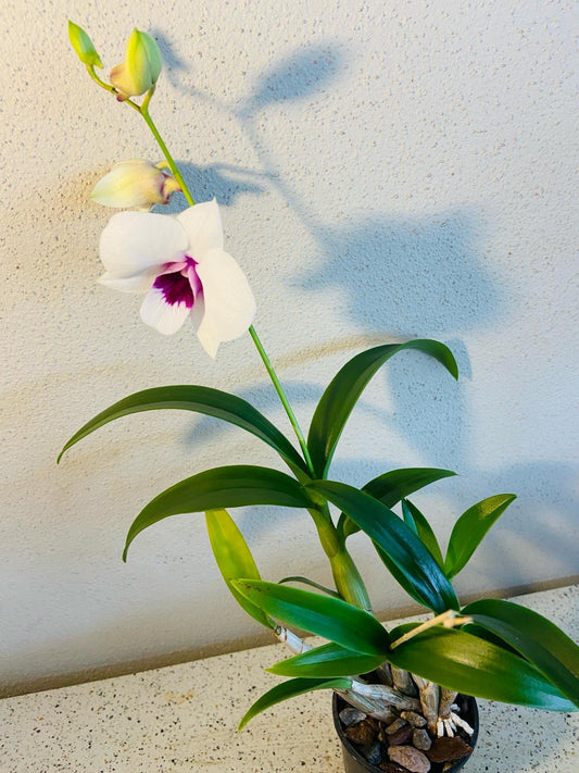 Den.(Dal's Guy X Kuranda Classic) X Den.Kuranda Classic 100mm