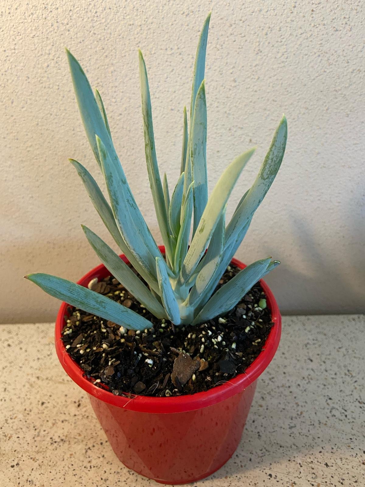 blue ice plant succulent Buy Senecio ficoides