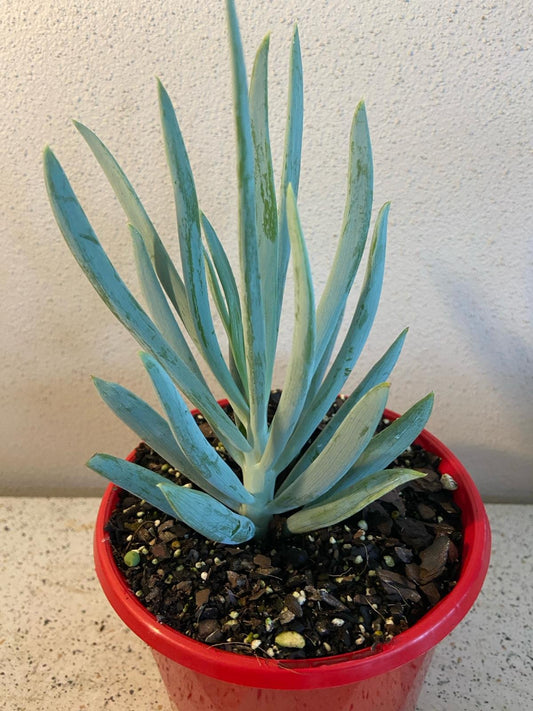 Senecio Ficoidies 130mm