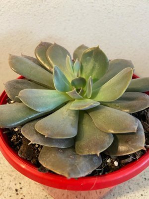 Echeveria Hazy Moon 130mm