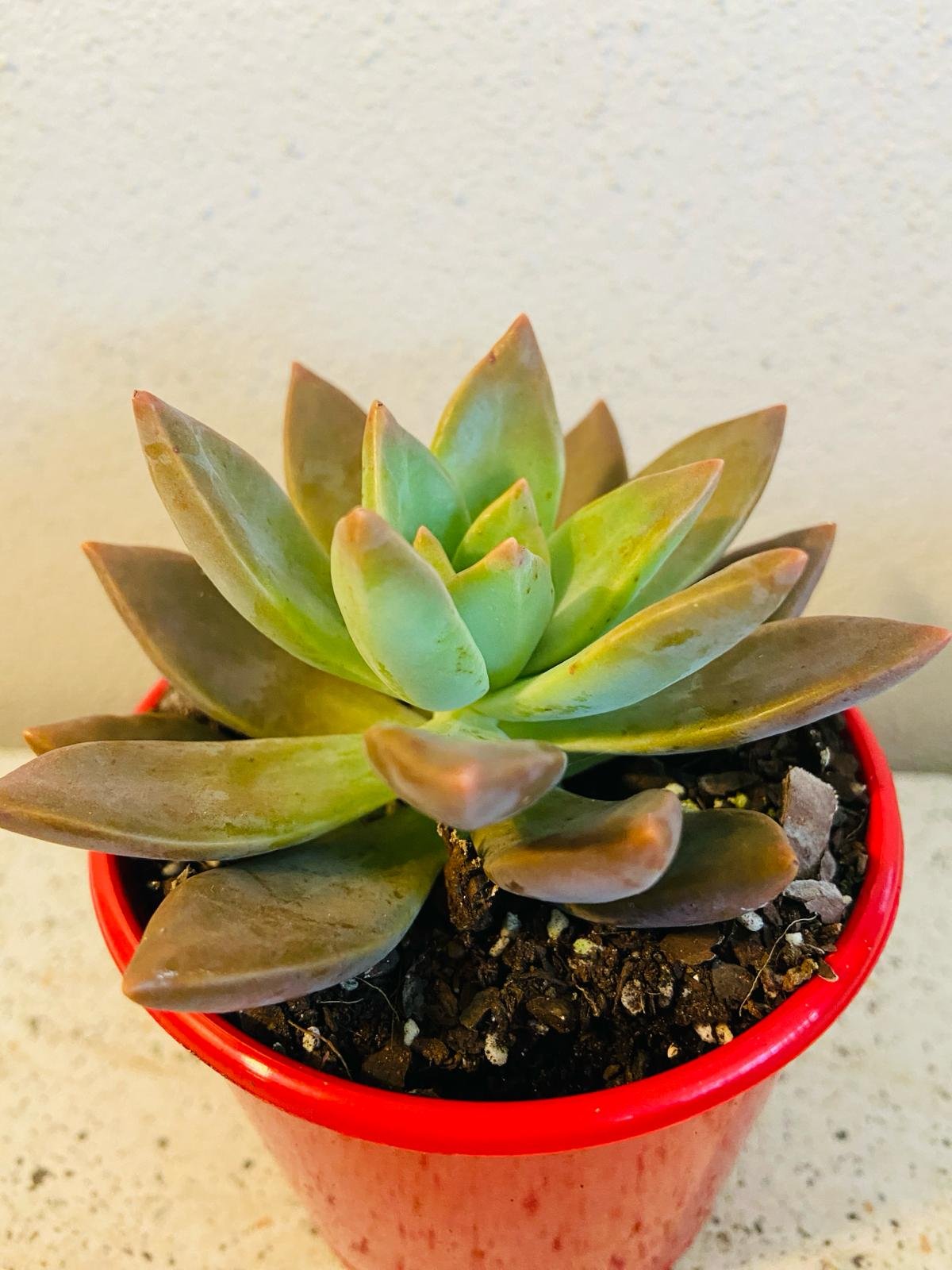 Sedum Bronze Sunset 80mm