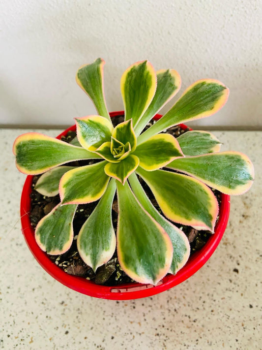 Aeonium Sunburst -130mm
