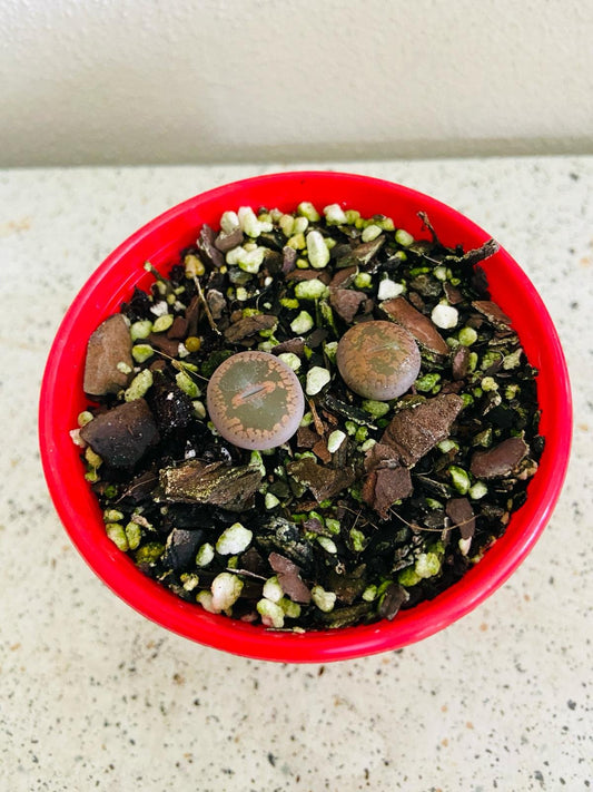 Lithop Living Stone 80mm