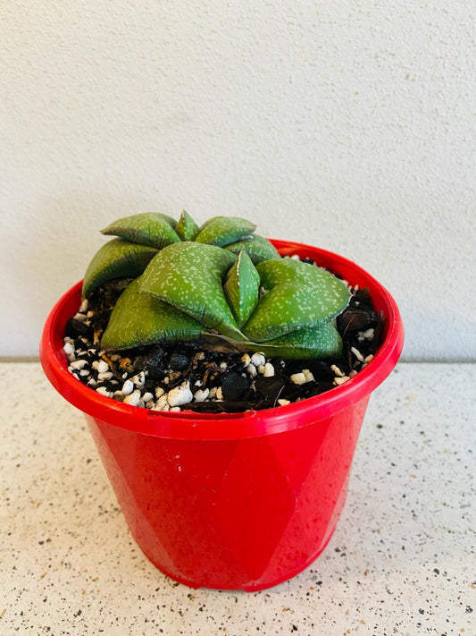 Gasteria Armstrongiii-130mm