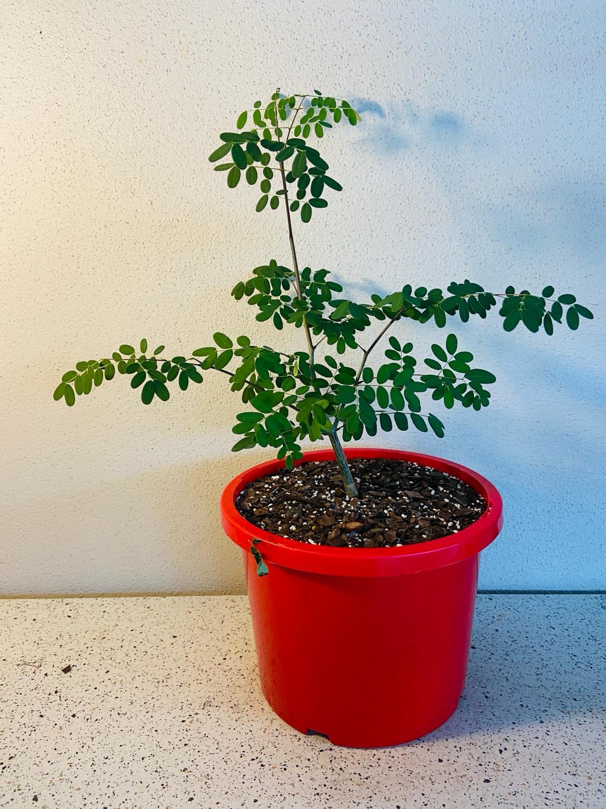 Delonix Decaryi Online - Rare Caudiciform Tree Australia