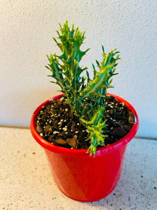 Euphorbia Knuthii Forms Caudex-130mm