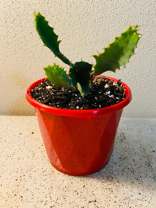 Euphorbia Grandicornus– The Majestic Cow's Horn Euphorbia