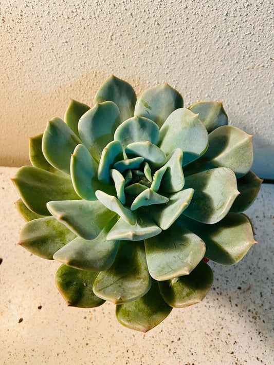 Echeveria Aquilla 130mm