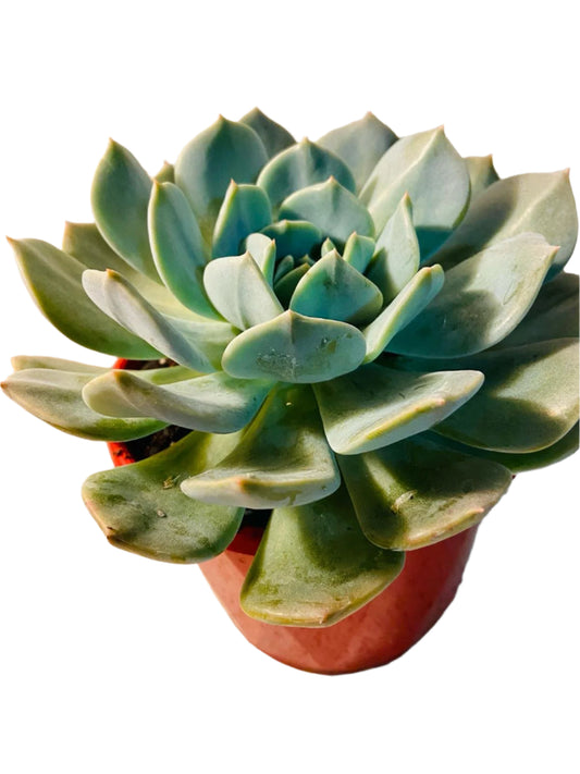 Echeveria Aquilla 130mm