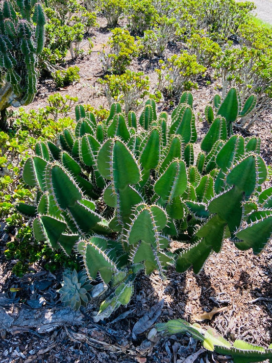 Euphorbia cooperi