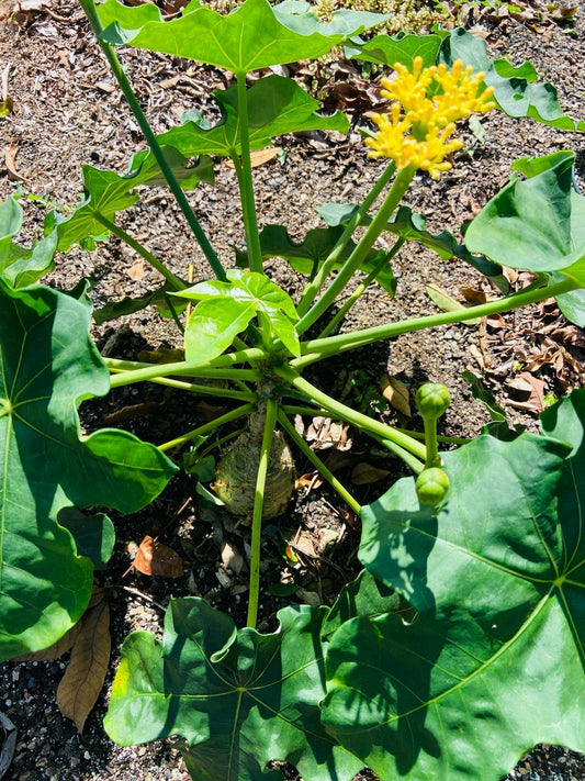 Jatropha Podagrica Yellow 'Buddha's Belly plant'