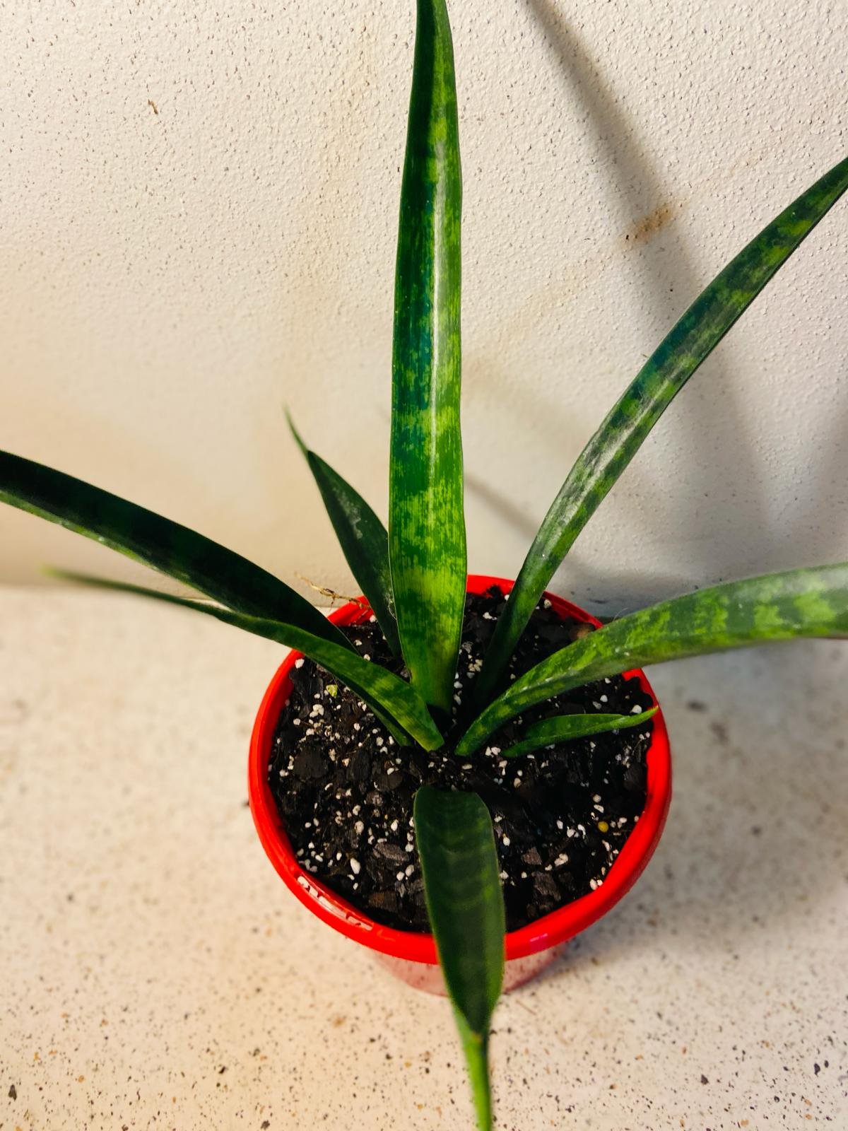 sansevieria red edge Buy Sanseveria