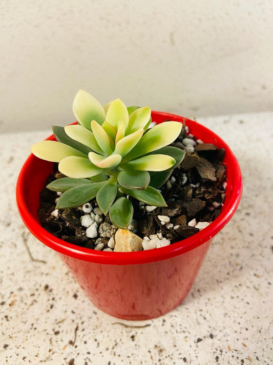 Echeveria Manaudes Variegata