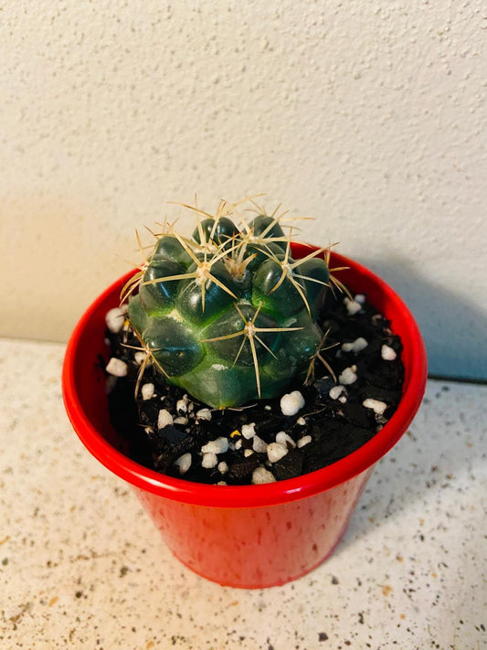 Cacti - Corypantha Elephantidens-80mm