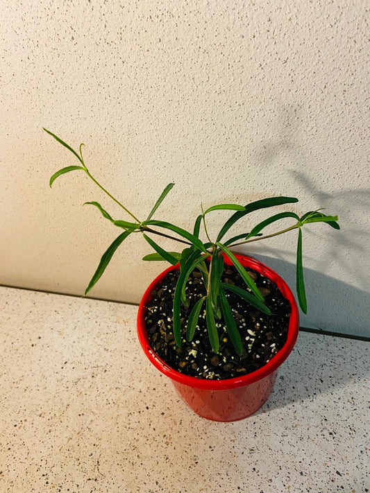 Euphorbia Hedyotoides