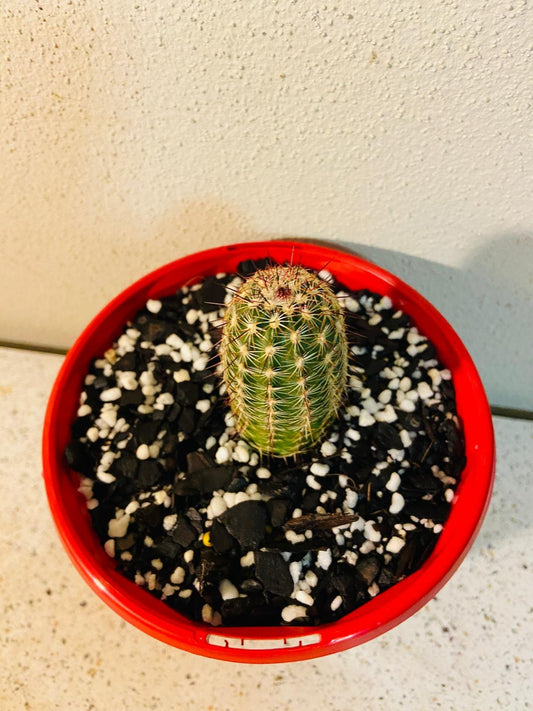 Echinocereus Russanthus (Strawberry Cactus | Fiery Spines )