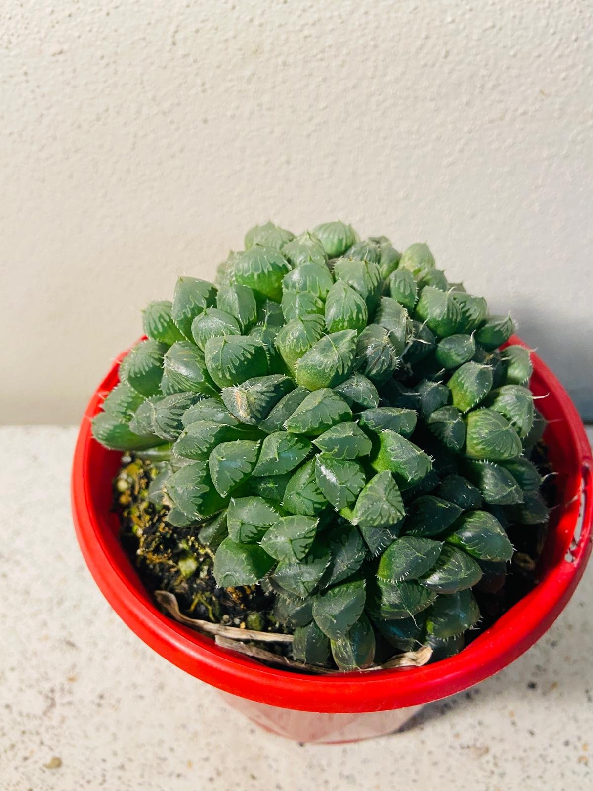 succulent translucent Buy Haworthia Mirrorball