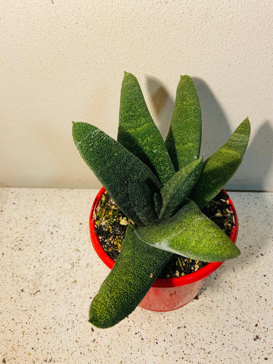 Gasteria Barberton -130mm