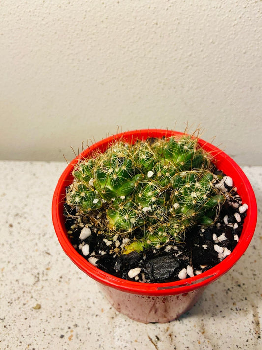 Cacti - Pincushion Cactus Surculosa