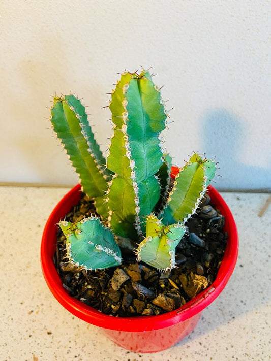 Euphorbia Makallensis