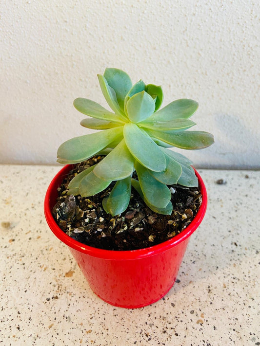 Sedeveria Purple Drop (Victor)