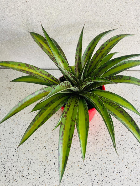 Agave Summer Splice