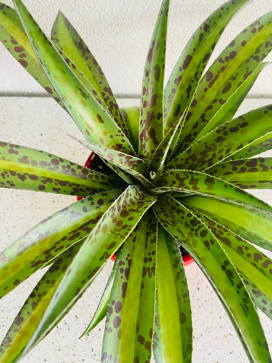 Agave Summer Splice