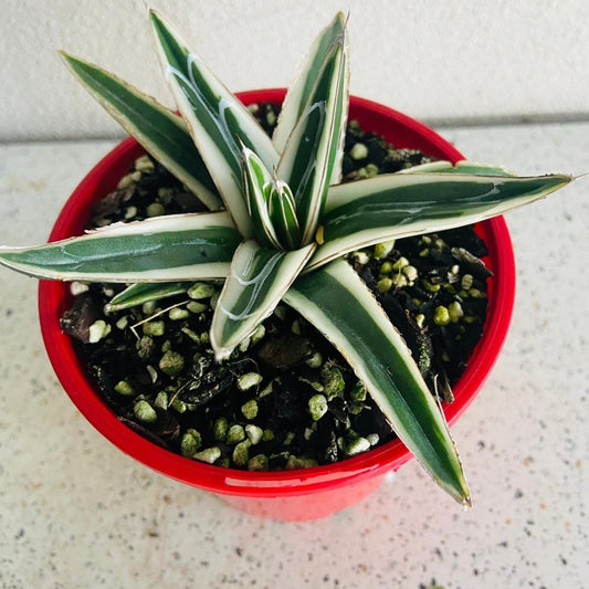 Agave White Rhino with pot 100mm