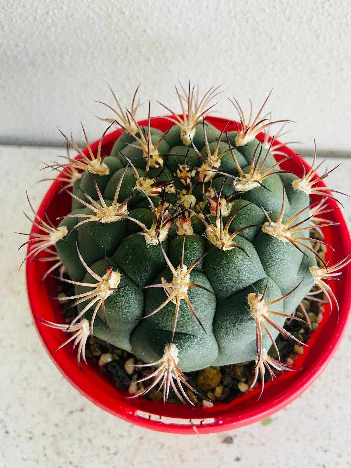 Cacti - Gymnocalycium Saglionis- 100mm