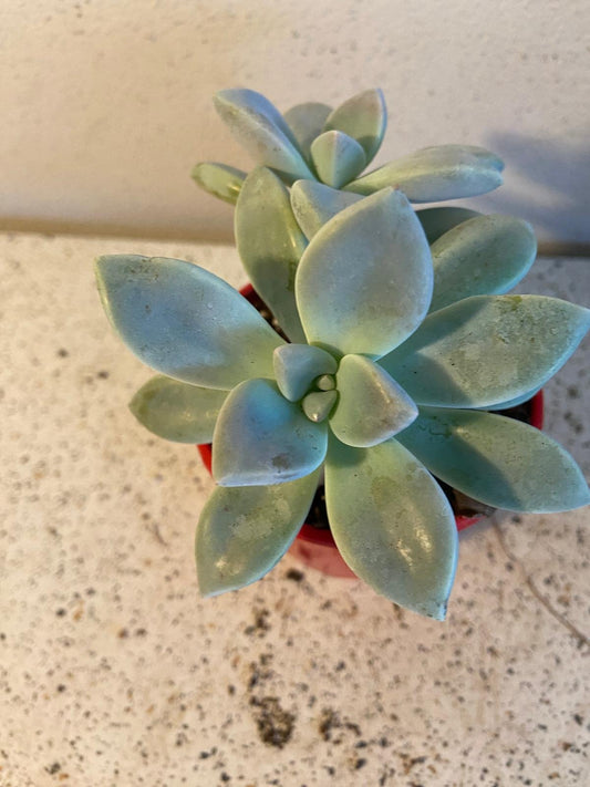 Graptopetalum Ghost Plant