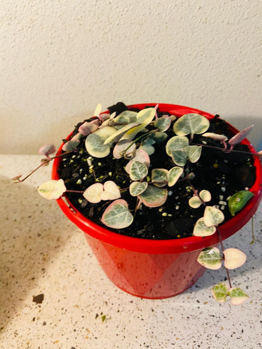 Ceropegia Woodii Variegated Chain of Hearts - Cutting