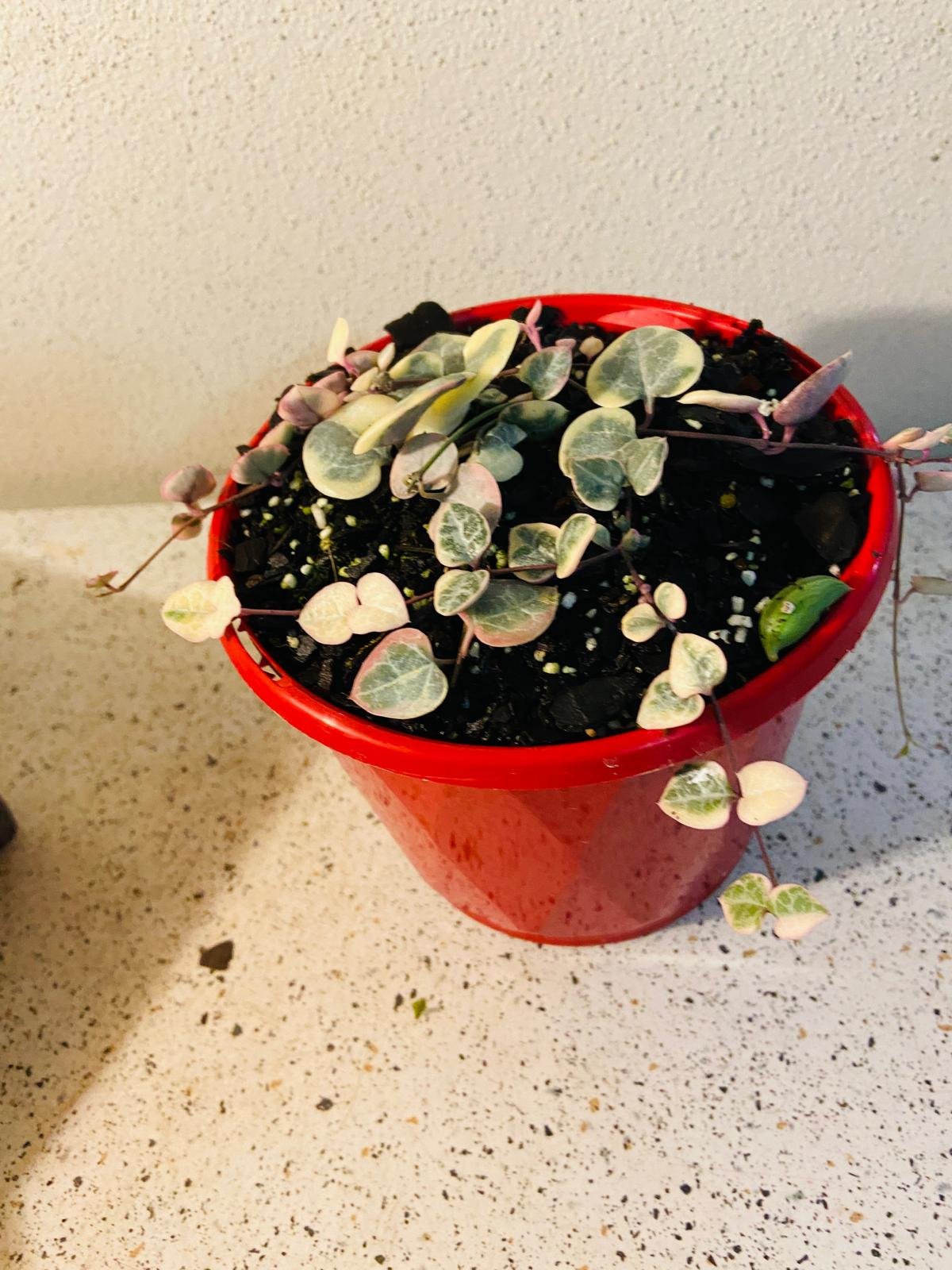 Ceropegia Woodii Variegated Chain of Hearts - Cutting