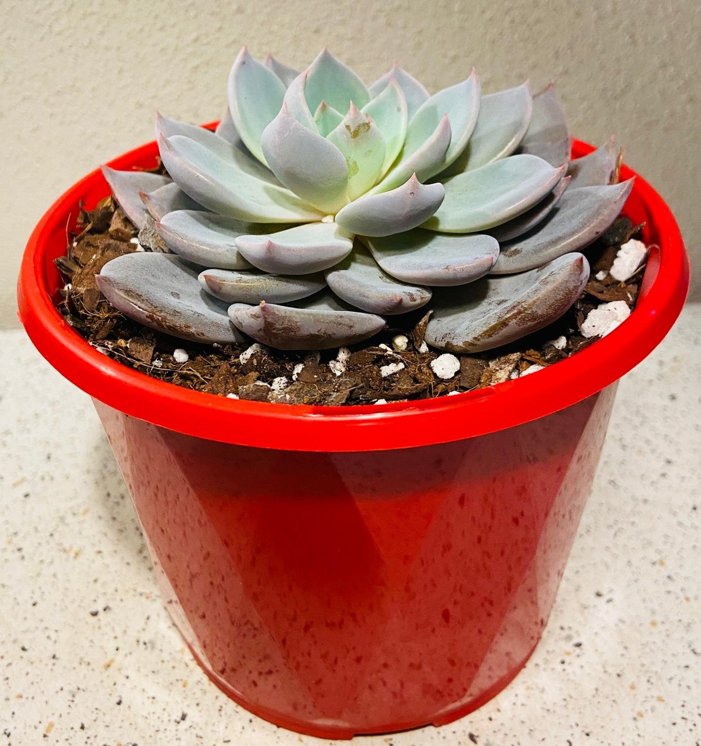 Echeveria ‘Lulu’