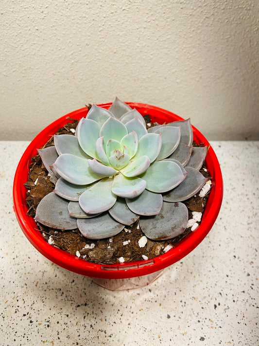 Echeveria Lulu 130mm