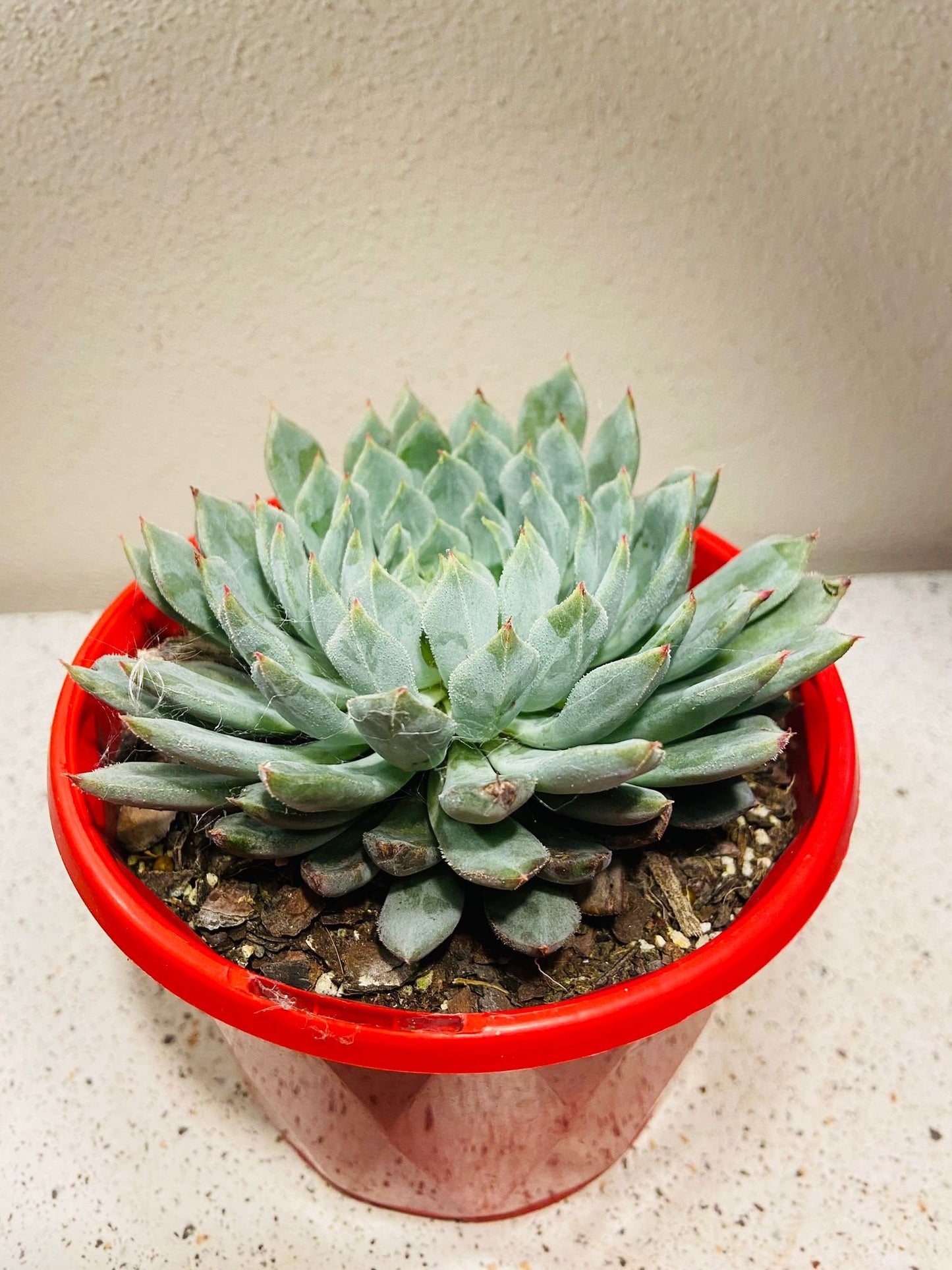 Echeveria Deminuta X Nova 130mm