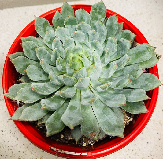 Echeveria Deminuta X Nova 130mm