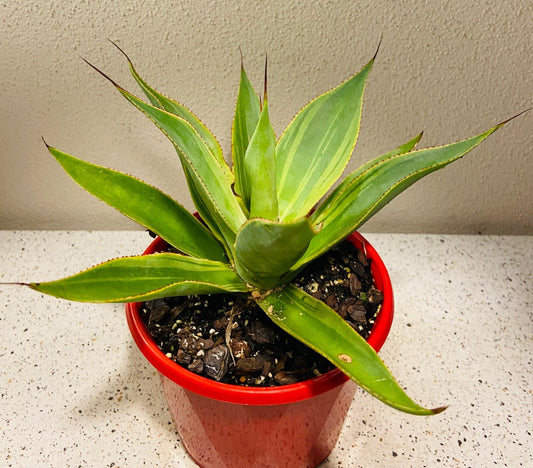 Agave Blue Flame Variegated