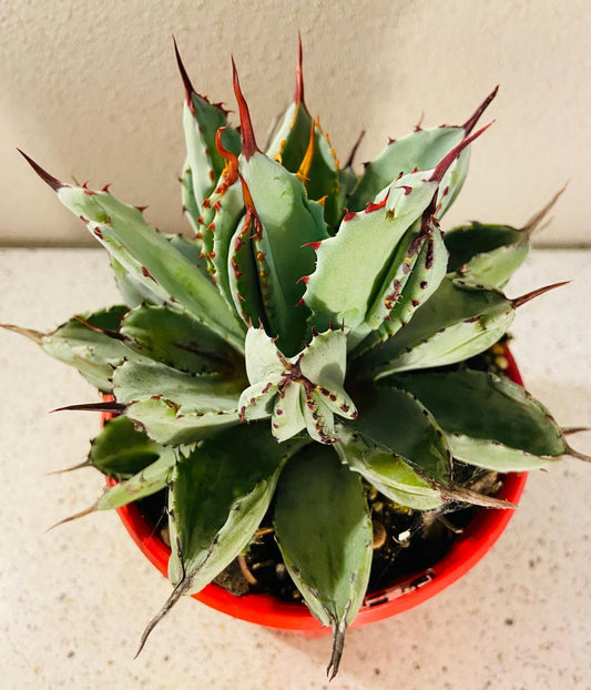 Agave Potatorum Cv.Cubic Agavaceae #45