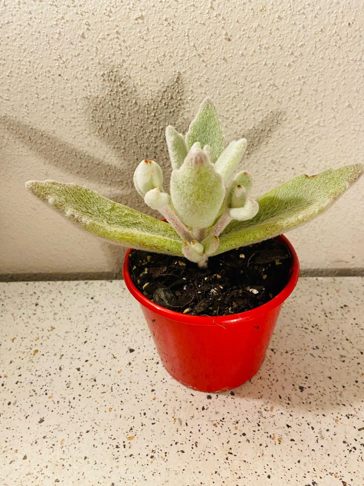 Kalanchoe Eriophylla 80mm