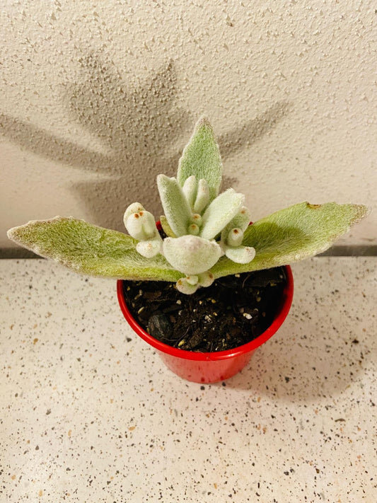 Kalanchoe Eriophylla 80mm