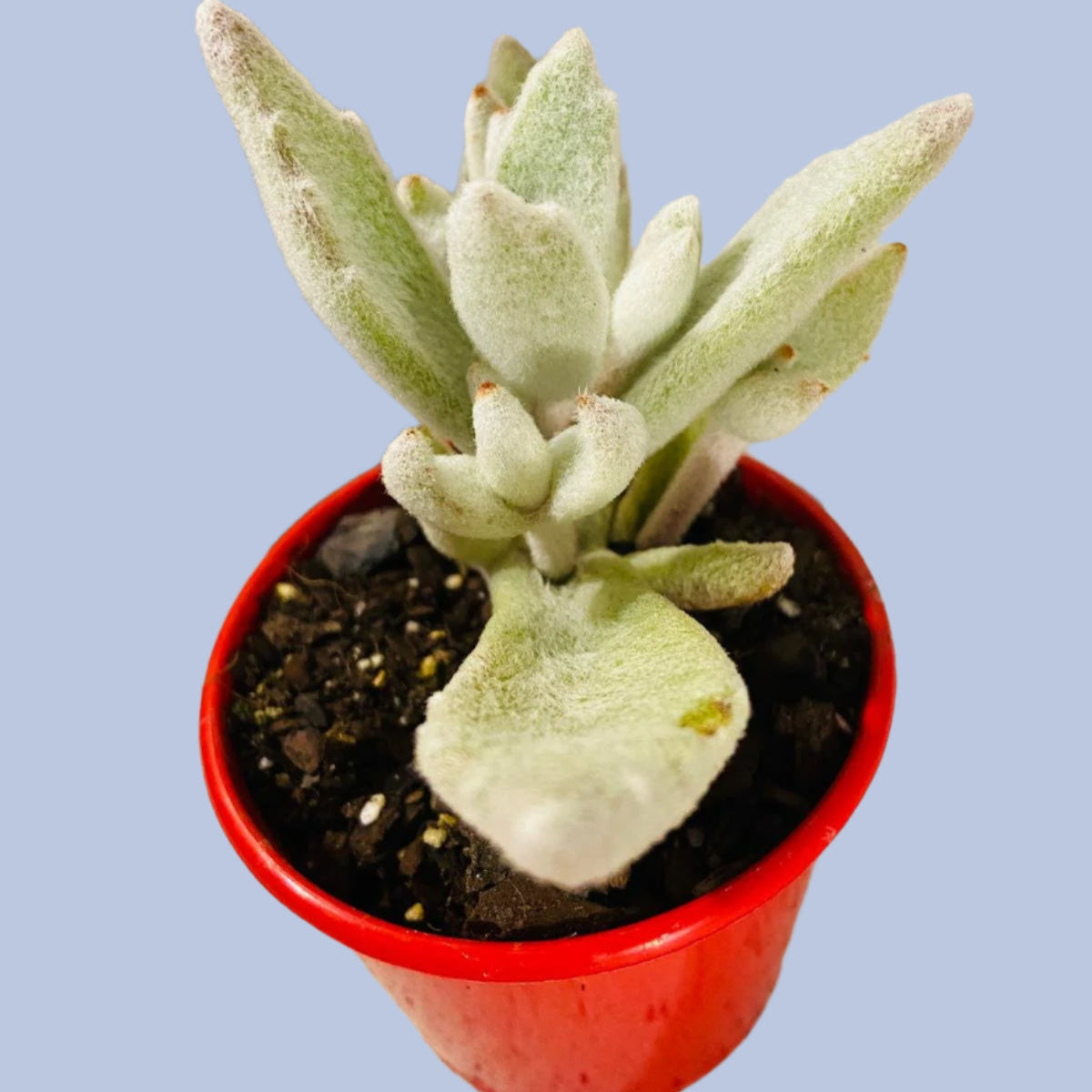 snow white panda succulent Buy Kalanchoe eriophylla