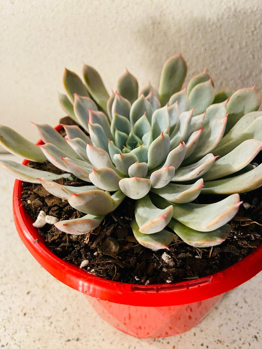 Echeveria Pink Zaragoza 130mm