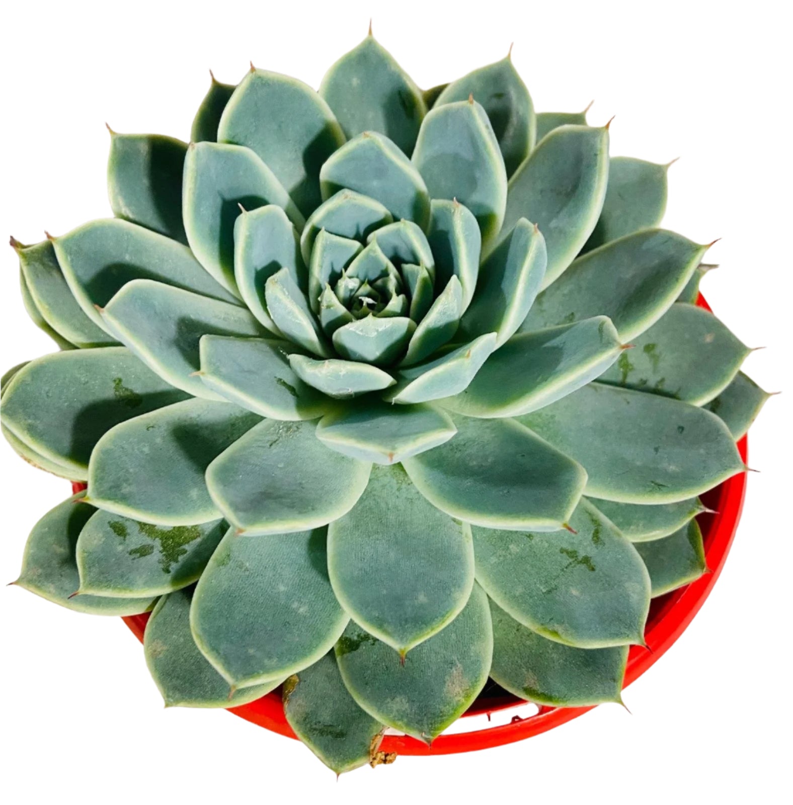falling succulents Buy Echeveria Falling Star