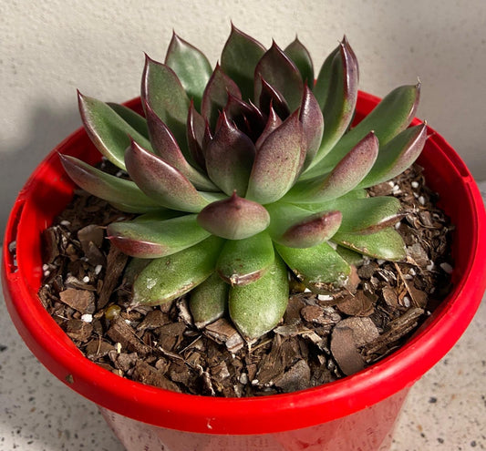 Echeveria Nightfall 130mm